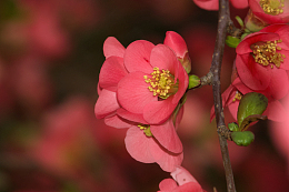 红色铁梗海棠花微距摄影
