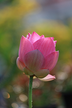 雨后粉色莲花