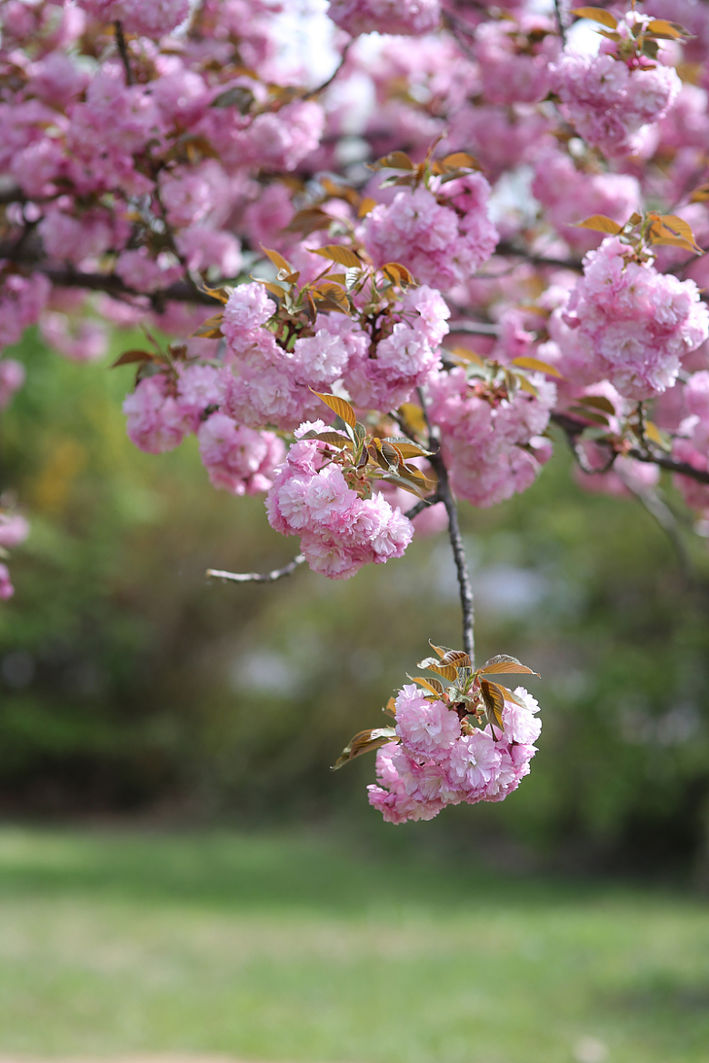 春天粉色樱花树开花