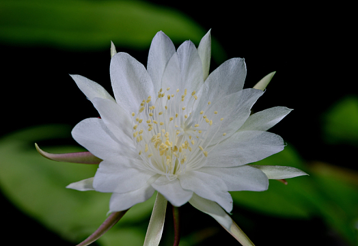 白色夜之花昙花
