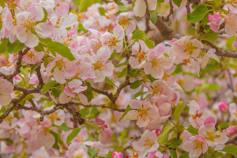 春天苹果树开花微距摄影