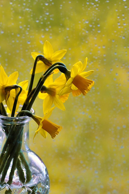 雨后窗台水仙花插花