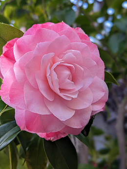 春天粉色山茶花微距摄影