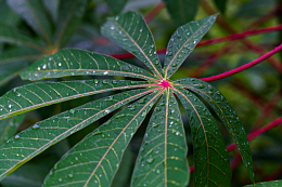 雨后木薯叶子
