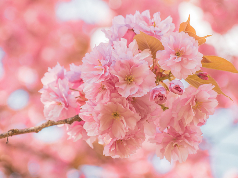 春天粉色小清新樱花盛开