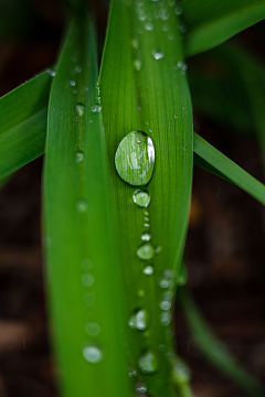 雨后绿叶水珠摄影