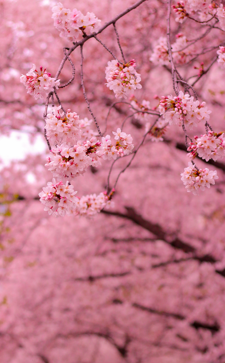 春天上野公园樱花美景
