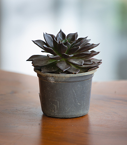 肉肉植物小盆栽