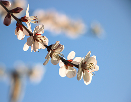 春天白色桃花枝