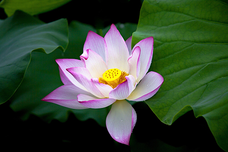 野生莲花开花