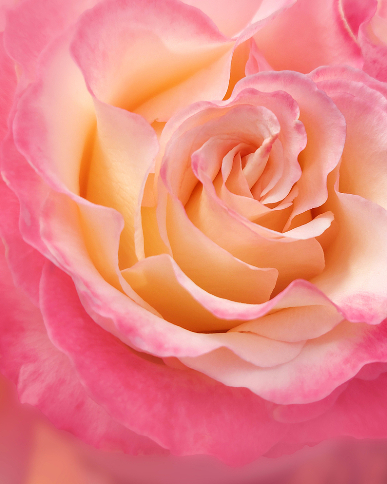 唯美微距粉色玫瑰花
