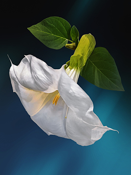 白色曼陀罗花