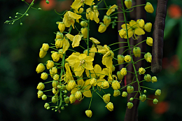 黄色决明子花