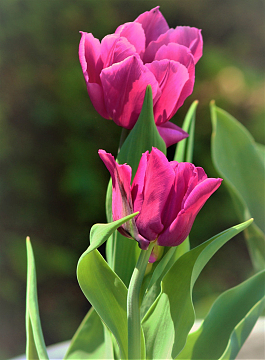 玫红色郁金香花朵盛开