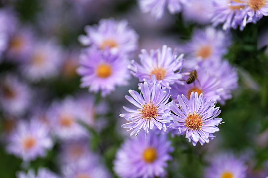 紫苑菊花蜜蜂