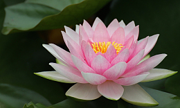 池塘粉色莲花