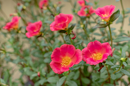 红色大花马齿苋