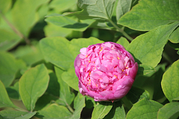 粉色洛阳牡丹花