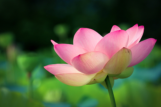 夏日粉色菡萏花
