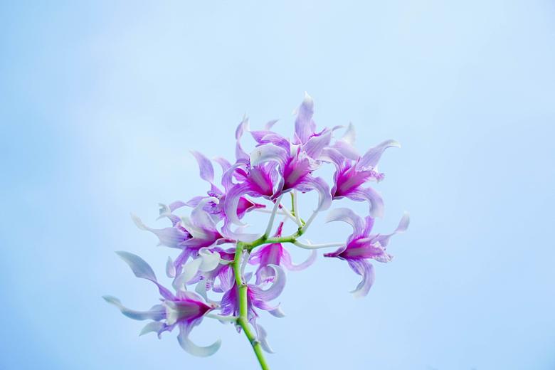 淡雅紫色渐变花卉