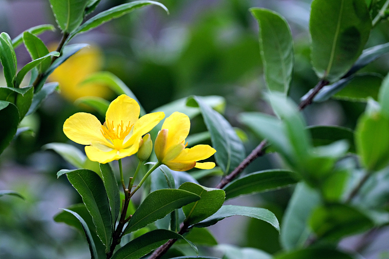 黄色连翘花朵开花