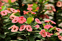 荆棘冠小花朵