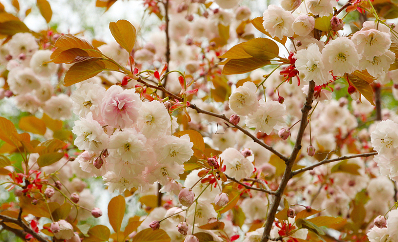 春天开满樱花的樱花树