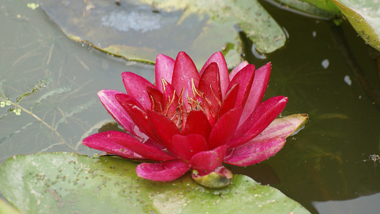 池塘红色睡莲花花朵