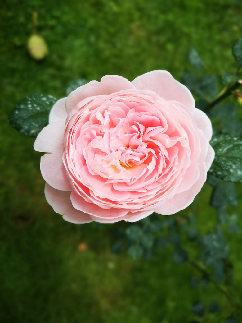 一朵粉红色玫瑰花