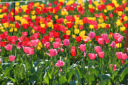 盛开郁金香花海观赏
