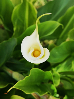 白色马蹄莲
