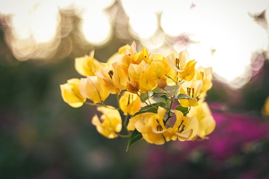 黄色九重葛花