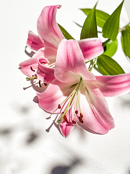 新鲜的百合花