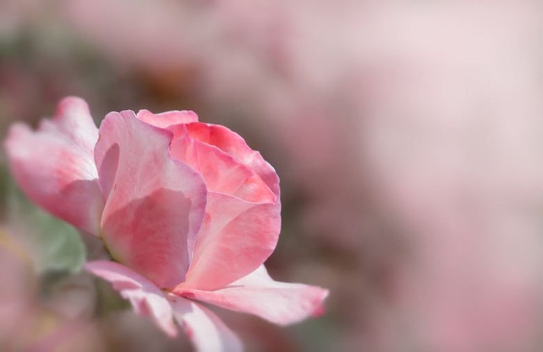 淡雅粉色月季玫瑰花