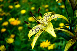 盛开百合花近景