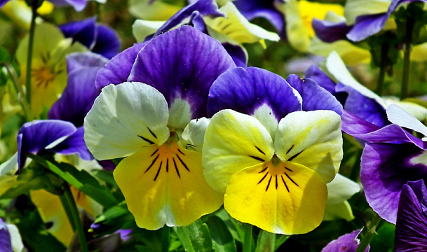 三色堇鲜花观赏