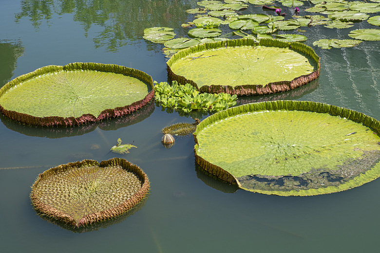 池塘绿色莲蓬