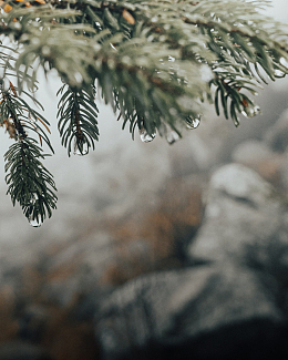 带水滴的针叶树树枝