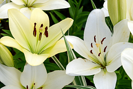 盛开白色百合花