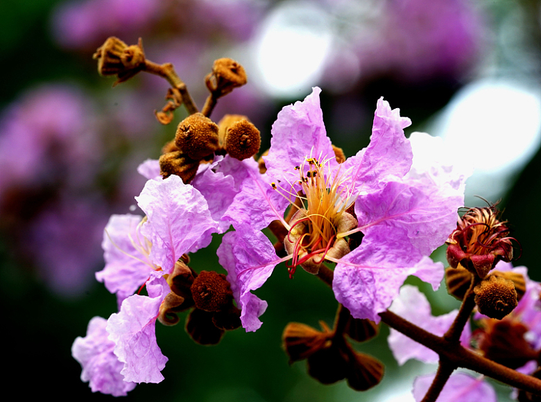 紫薇花花朵