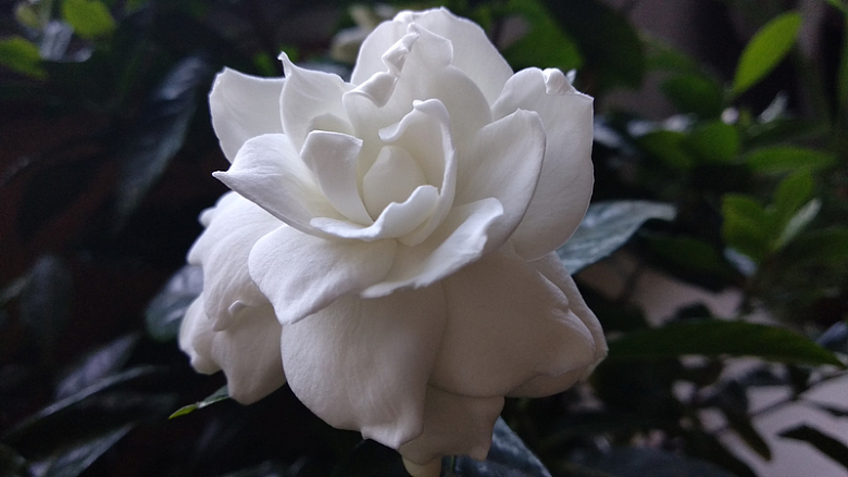 白色栀子花花朵