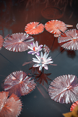 莲花塘莲花浮萍