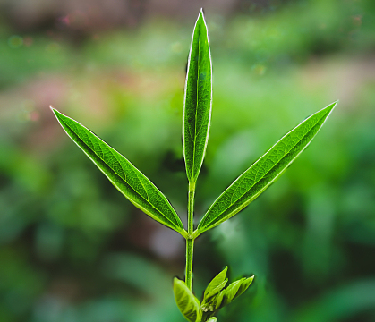 绿色小清新茶叶微距