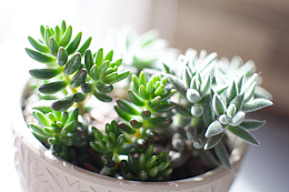 多肉植物小盆景