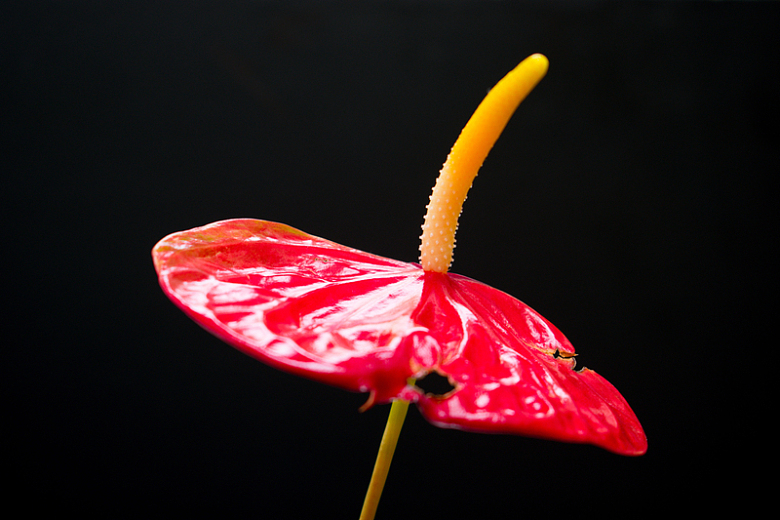 一支红掌花