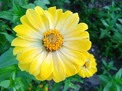 艳丽黄色百日草花朵
