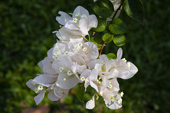 白色三角梅花枝