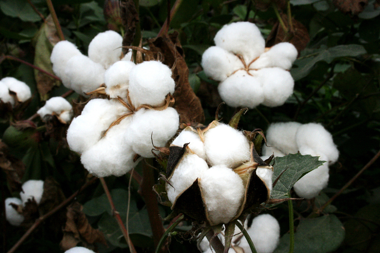 白色棉花成熟