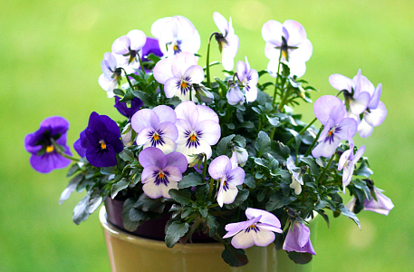 三色堇盆栽花卉
