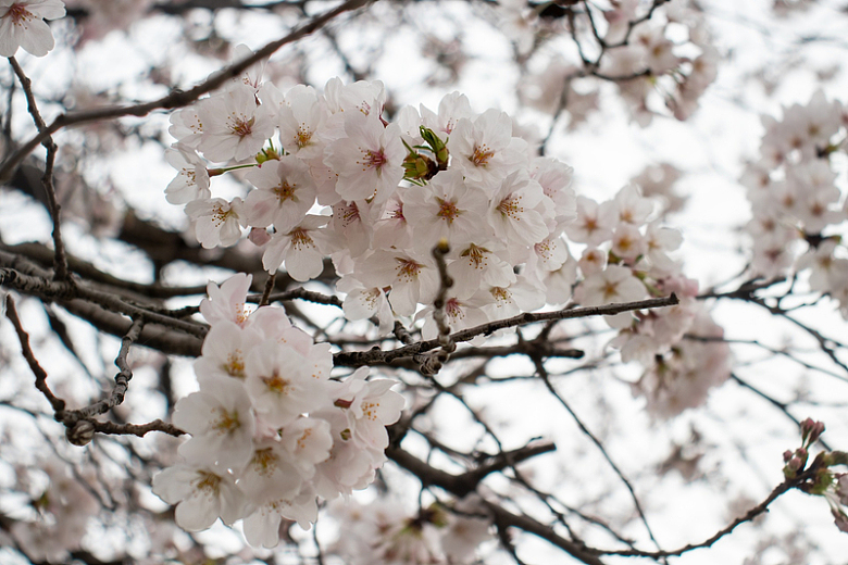 樱花树开满樱花